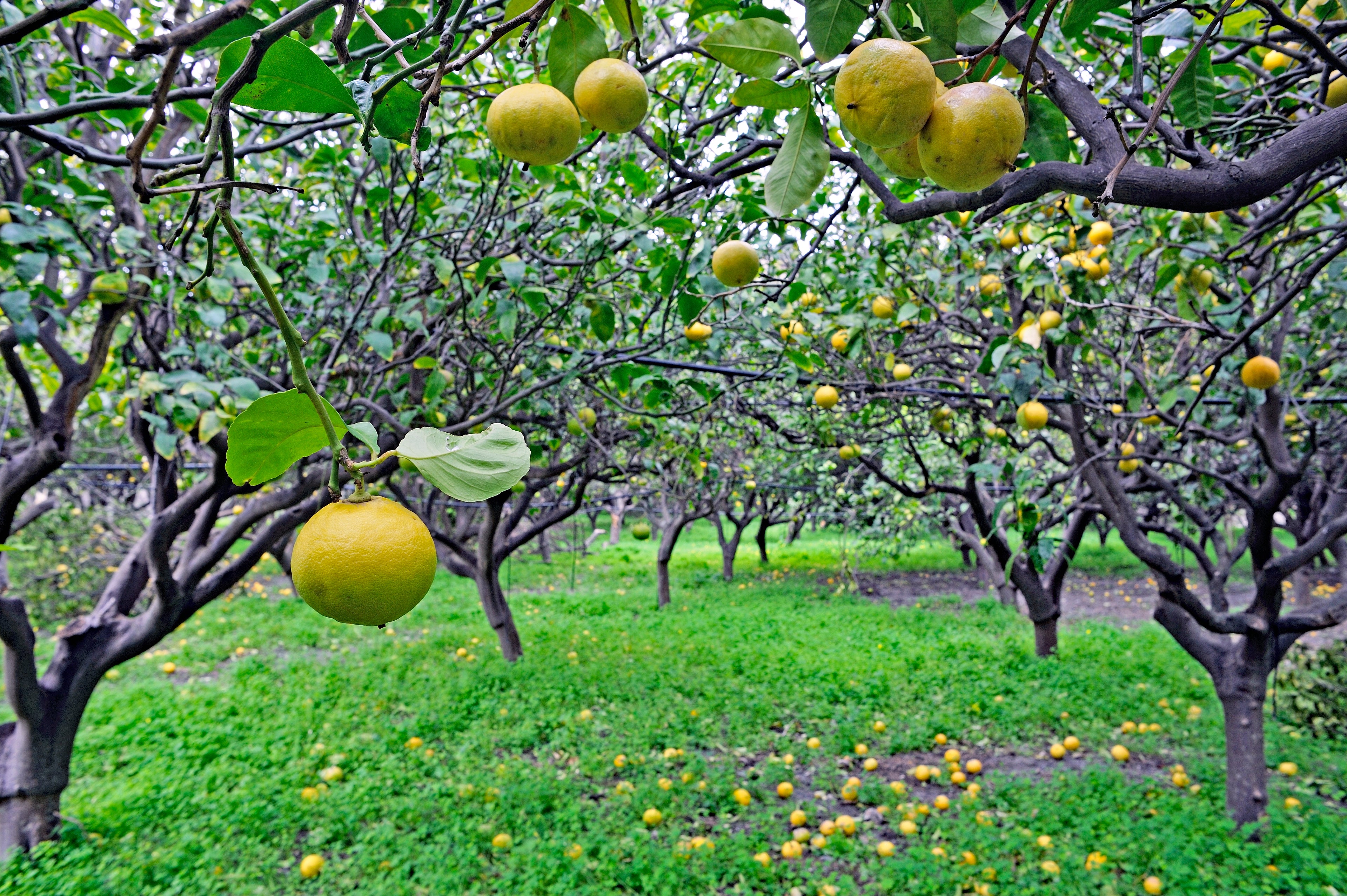 The Hidden Dangers of Generic Bergamot Supplements: What You Need to Know