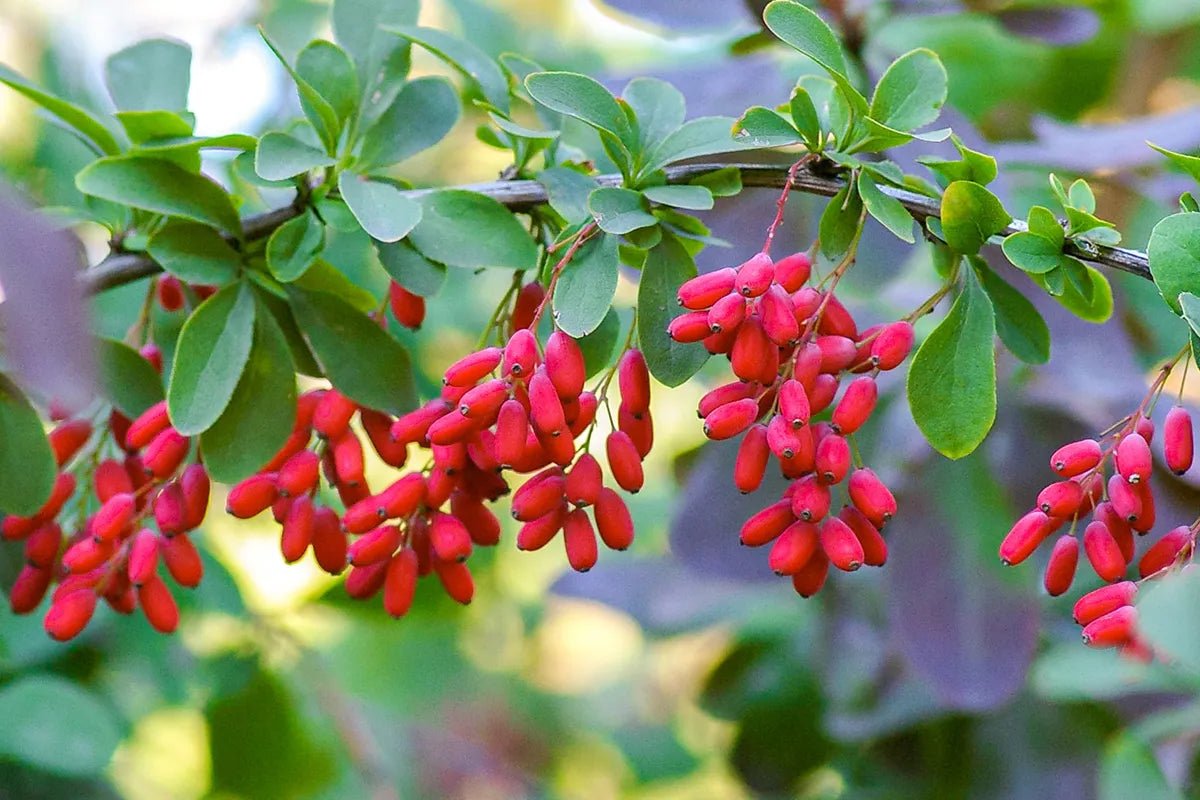 The Powerful Health Benefits of Berberine: Boost Your Well-being with this Natural Wonder - InnerThera